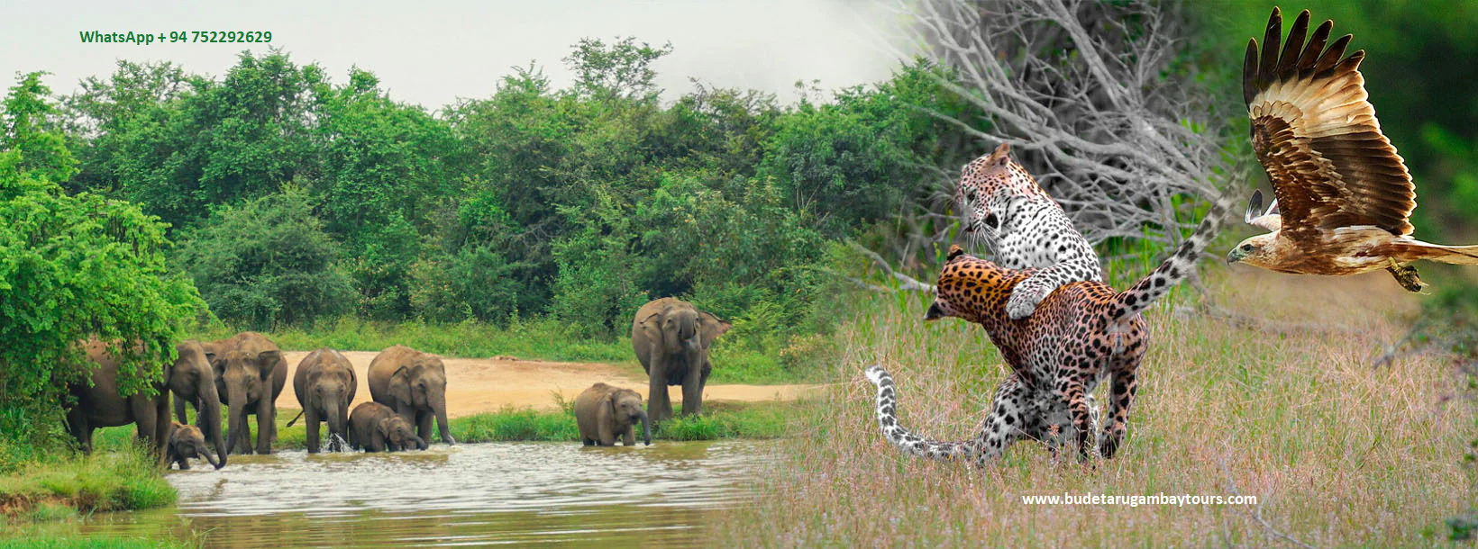 Kumana Leopard