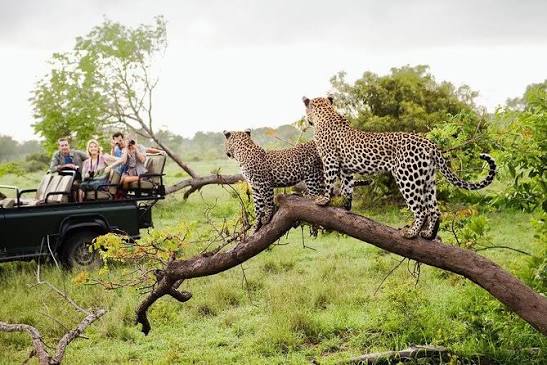 Safari in Yala National Park