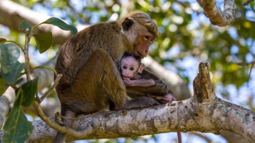 sri-lanka-by-richard-denyer-monkey