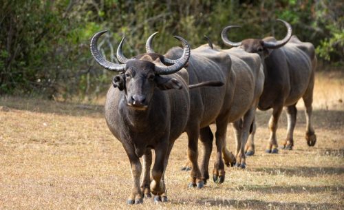 518274015 1060070309642101 5845345798866698468 n