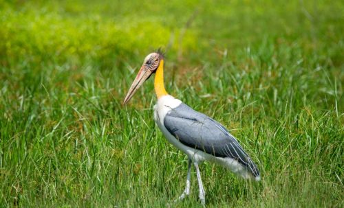 593620566 1173135101668954 8635800733380539437 n