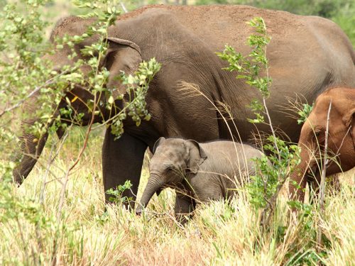 udawalawe-yala-option-1-5